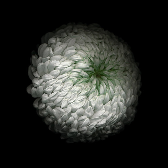 moongardenart - chrysanthemum