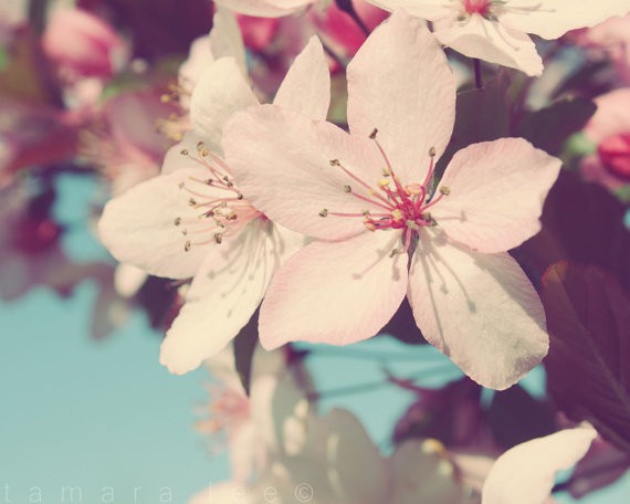 tamara lee - dreaming of spring