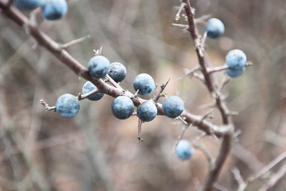 bialakura - blackthorn berries