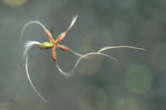 gardencapture - clematis seed (detail)