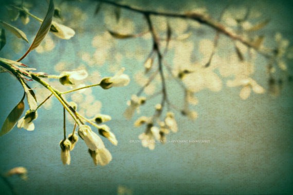 manu jobst - white vintage blossom