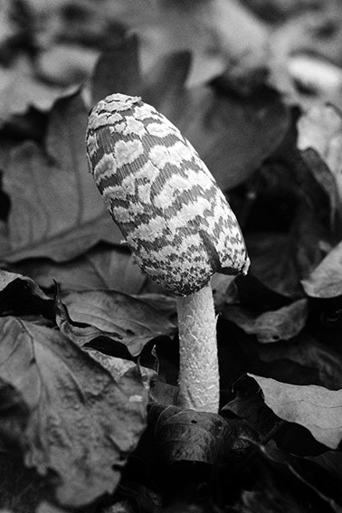 Coprinus picaceus found in beech forest © Alison Pouliot