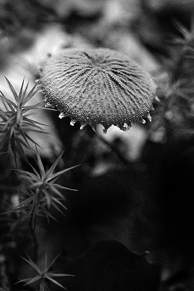 Lepiota sp. © Alison Pouliot 