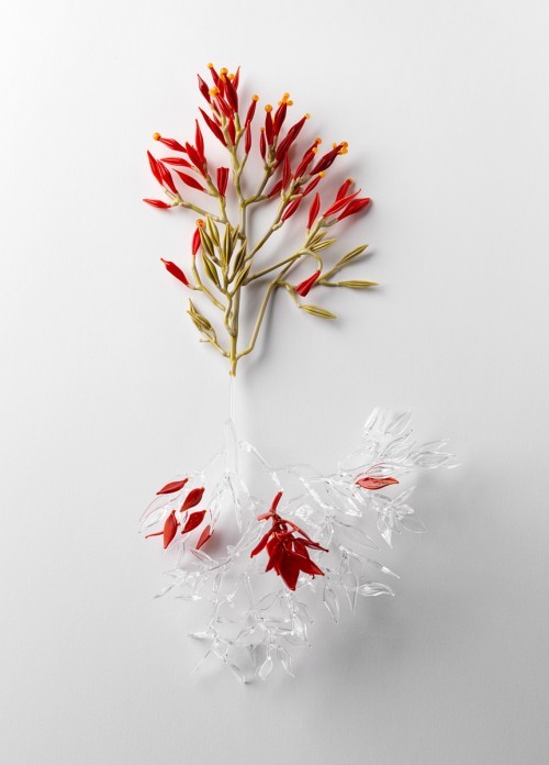jess dare - conceptual flowering plant series 3 (photo by Grant Hancock)
