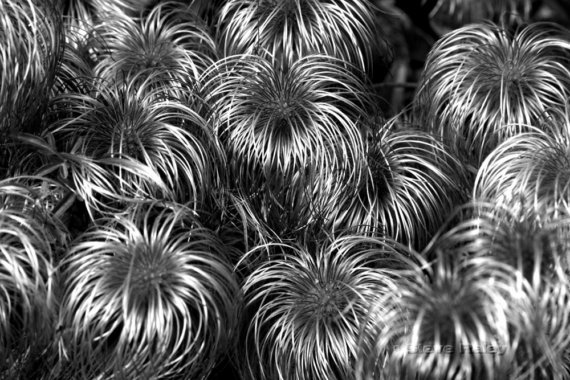 photogrunt - dr seuss flowers (clematis seed heads)