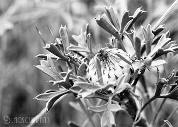 Kell Rowe / Blackcurrant Photography - Australian wildflower