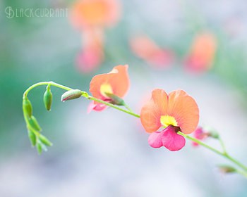 Kell Rowe / Blackcurrant Photography - Australian wildflower