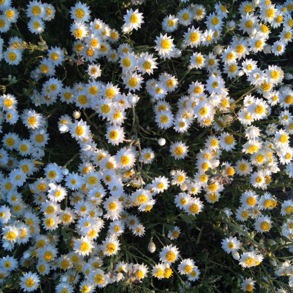 tractorgirl - so many daisies